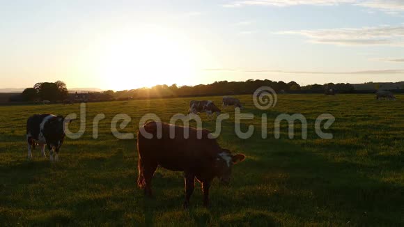 乡村日落前面有奶牛视频的预览图