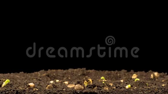 黑背景下生长的豌豆视频的预览图