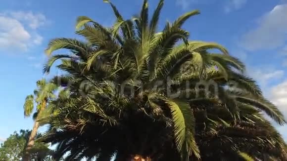 阳光明媚的棕榈树在温和的热带微风中视频的预览图