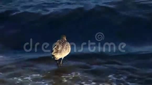 一只大理石的神鸟沿着海岸寻找食物视频的预览图