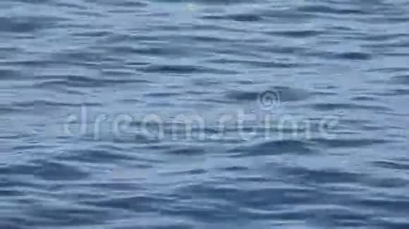 一只二头肌在开阔的水面上游泳视频的预览图