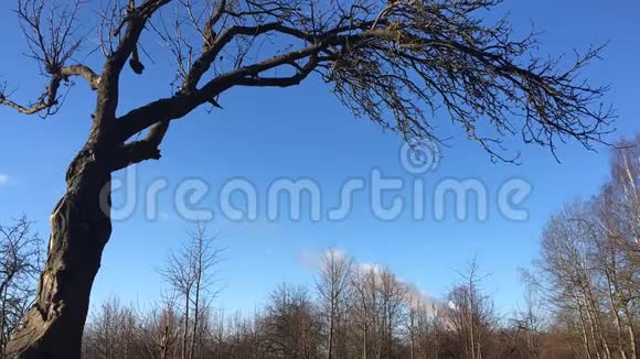 视频云浮在天空之上的森林快速运动视频的预览图