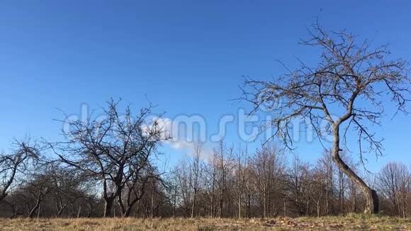 视频云浮在天空之上的森林快速运动视频的预览图