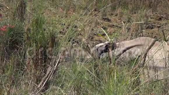 印度犀牛独角兽也叫大一角犀牛泥浴和沃洛宁视频的预览图