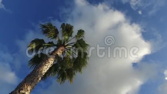 阳光明媚的棕榈树在温和的热带微风中视频的预览图