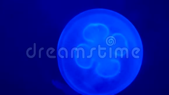 夜光闪耀着美丽的月亮水母带着蓝光3840x21604k视频的预览图