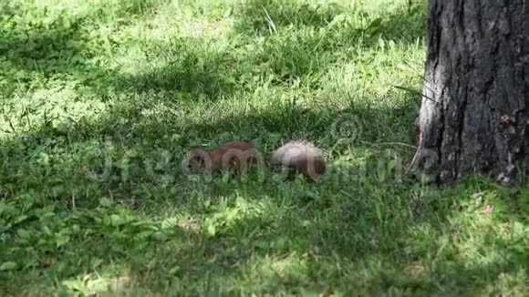 松鼠在草地上吃东西视频的预览图