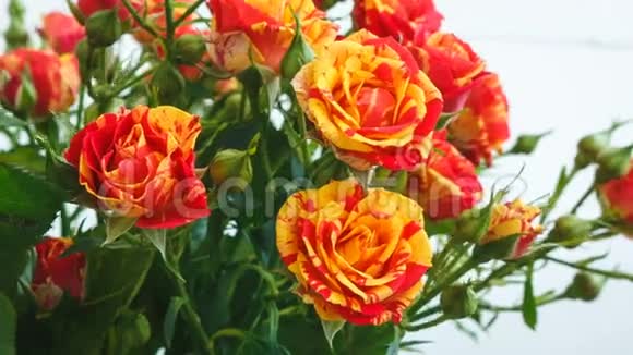 一束黄色和红色的玫瑰小玫瑰它们在风中摇曳视频的预览图