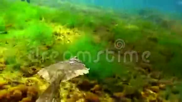 欧洲比目鱼Platichthys的肉丝漂浮在水柱中黑海乌克兰视频的预览图