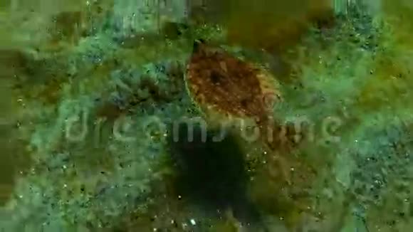 欧洲比目鱼Platichthys的肉丝漂浮在水柱中黑海乌克兰视频的预览图
