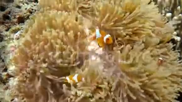 小丑鱼在海葵视频的预览图