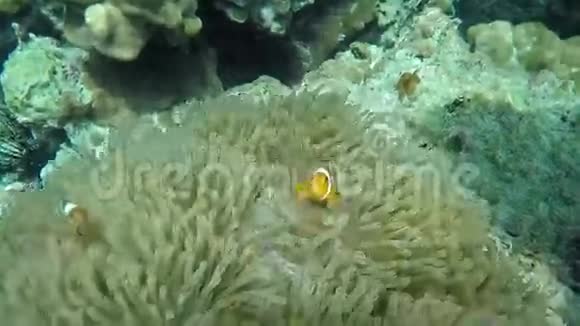 小丑鱼在海葵视频的预览图