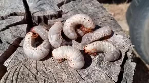 犀牛甲虫犀牛甲虫幼虫在一个古老的木桩上视频的预览图