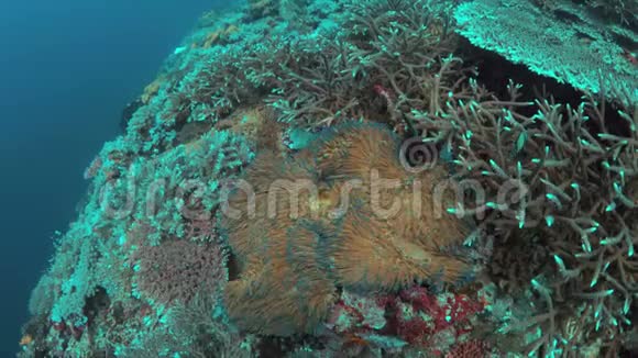 海葵中的小丑鱼4k视频的预览图