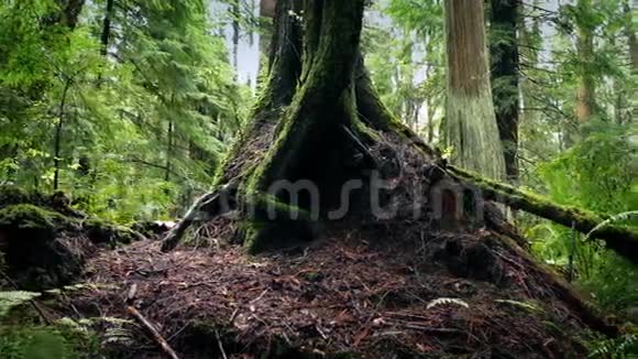 森林中的树根视频的预览图