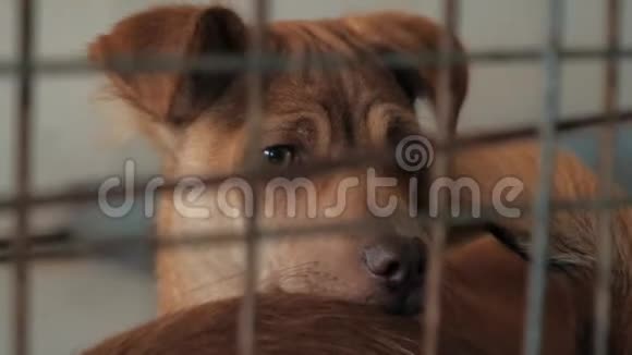 在栅栏后面的避难所里一只悲伤的小狗被特写等待获救并被收养到新家动物收容所概念视频的预览图