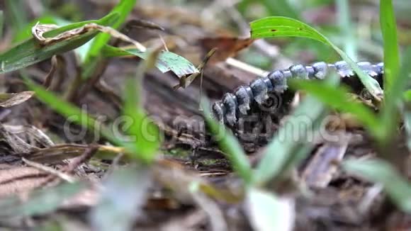 毛毛虫昆虫动物野生动物自然蠕变视频的预览图