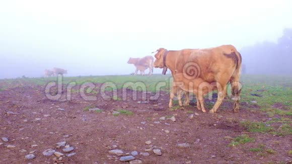 在葡萄牙的雾中小牛喝牛奶视频的预览图