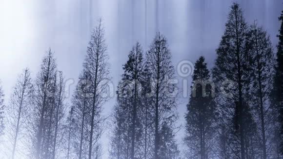 树冠在风水杉丛林森林中摇摆视频的预览图