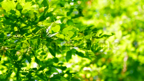 森林树叶子大自然绿木阳光视频的预览图