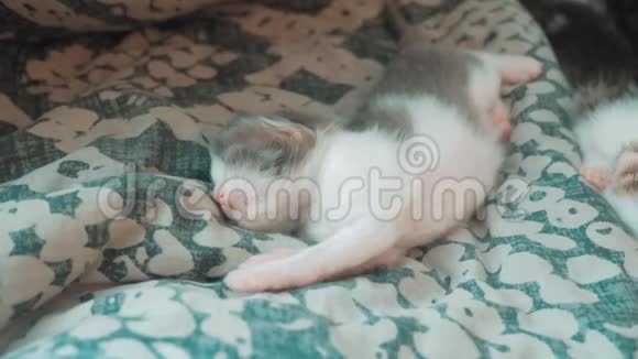 小搞笑视频新生小猫睡觉可爱的宠物小猫睡在生活方式的毯子上卧室的床上视频的预览图