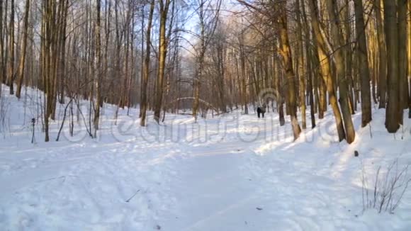 夕阳照耀下的冬林视频的预览图