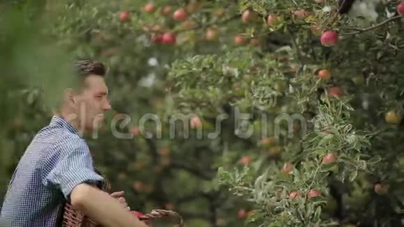 年轻人在花园里摘苹果视频的预览图