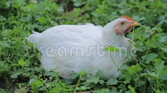 图片显示一只白母鸡在开阔的田野上觅食视频的预览图