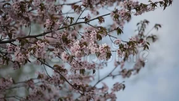 盛开的日本东方樱花枝视频的预览图
