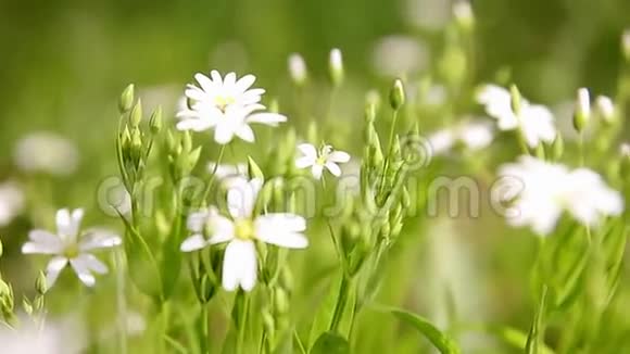 白色的小雏菊花有绿色的树枝视频的预览图