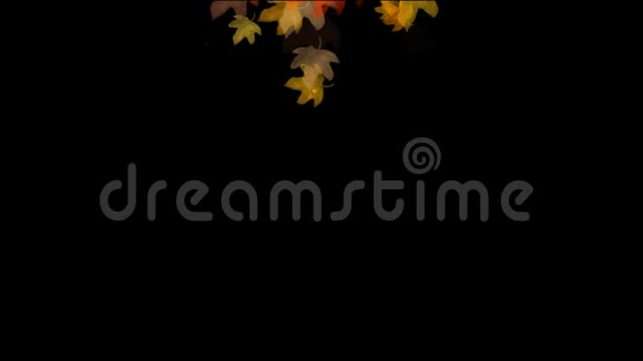 秋天的树叶落在黑色的背景上视频的预览图