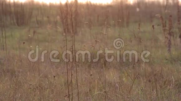 在夕阳下在田野上旋转的小虫视频的预览图