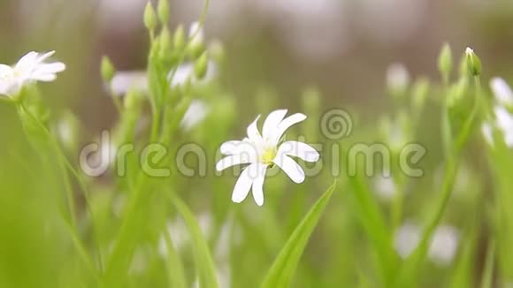 白色的小雏菊花有绿色的树枝视频的预览图