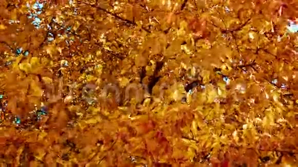 树上的黄叶视频的预览图
