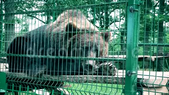 棕熊在炎热的夏天被圈养动物园笼子里的动物视频的预览图