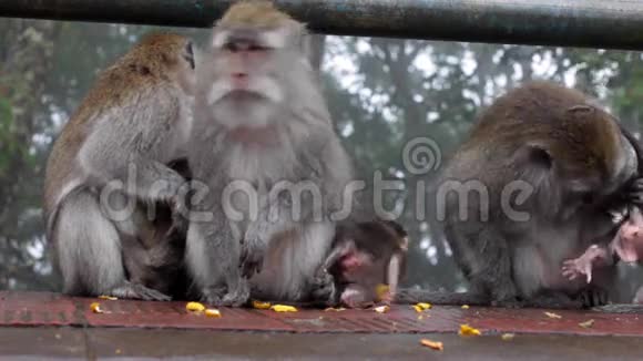 一家猕猴在户外的原木上放松视频的预览图