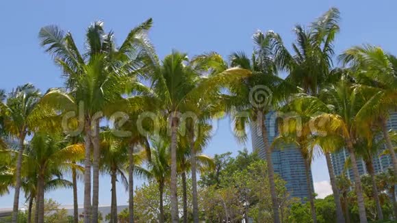 美国佛罗里达州4k市中心迈阿密阳光棕榈顶全景视频的预览图
