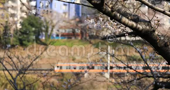 东京公园火车后面的樱花视频的预览图