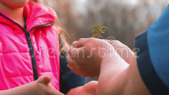 春天在绿色的自然背景下老年妇女和婴儿手里拿着一株年轻的植物生态概念视频的预览图