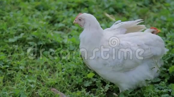 图片显示一只白母鸡在开阔的田野上觅食视频的预览图
