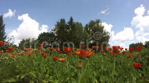 开花的草药花金盏花在花园和云延时4K视频的预览图