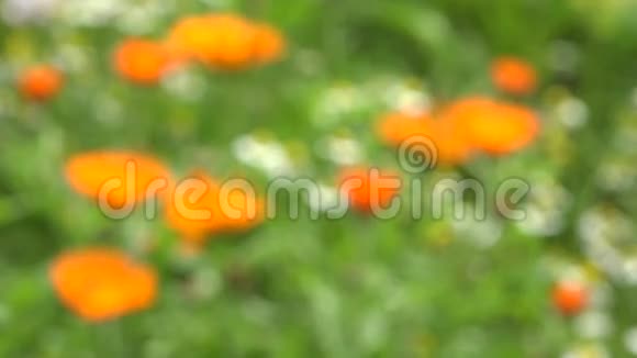 万寿菊医学健康花卉在花园BlurFocus4K视频的预览图