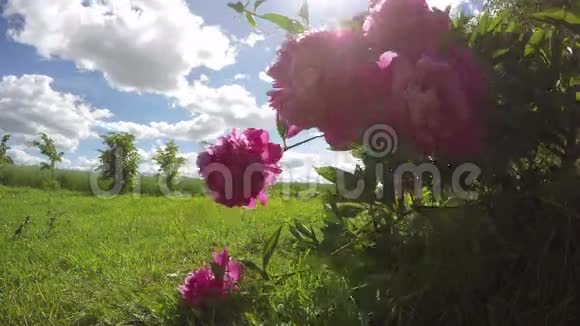 花牡丹开在风和阳光下延时4K视频的预览图
