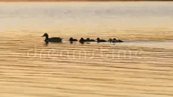 鸭子和小鸭子在日落时游泳视频的预览图