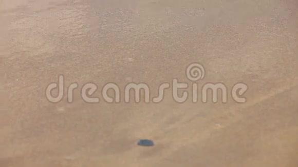 女人的脚沿着潮水走在潮湿的沙滩上视频的预览图