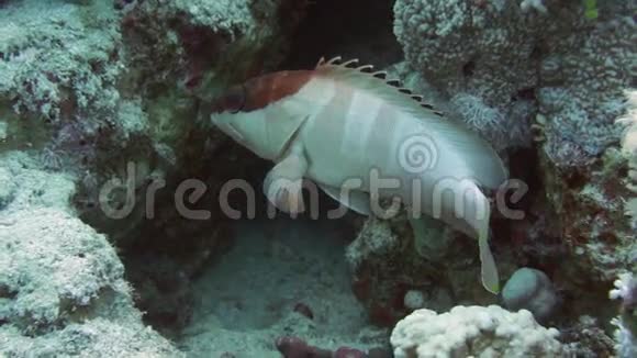 红海珊瑚中的黑尖石斑鱼视频的预览图