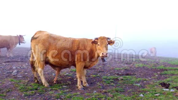 在葡萄牙的雾中小牛喝牛奶视频的预览图