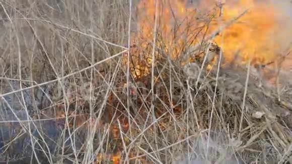 燃草枝近景大自然中危险的野火视频的预览图