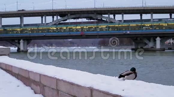 在桥附近的冬季长廊上鸭子视频的预览图