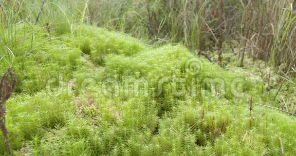 一片长满苔藓的沼泽森林里有许多草视频的预览图